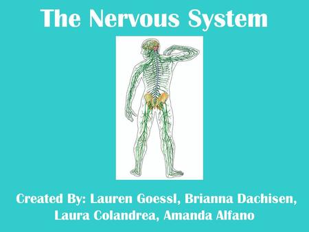 The Nervous System Created By: Lauren Goessl, Brianna Dachisen, Laura Colandrea, Amanda Alfano.