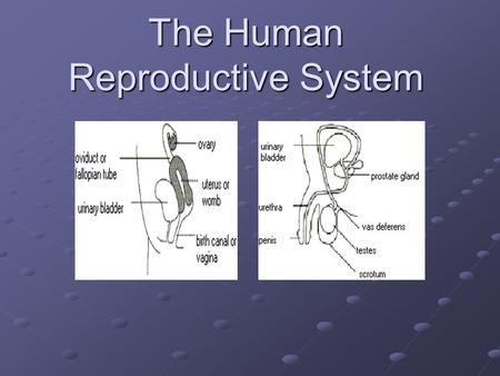The Human Reproductive System. What is the purpose of the reproductive system? The reproductive system is responsible for: Creating and maintaining gametes.
