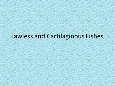Jawless and Cartilaginous Fishes. Jawless Fish The only existing Jawless fish are hagfishes and lamprey Jawless fish’s skin has neither plates nor scales.