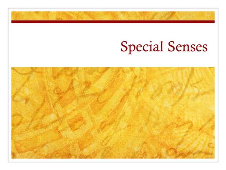 Special Senses. Olfactory (Smell) Receptors Pathways Discrimination.