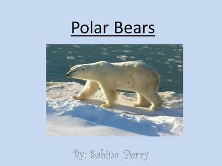 Polar Bears By: Sabina Perry. Classification and Description Ursus Maritimus, bear of sea Mammal, bear Males 8 1/3 ft. Females 6 ¼ ft. Males 1,700 lb.