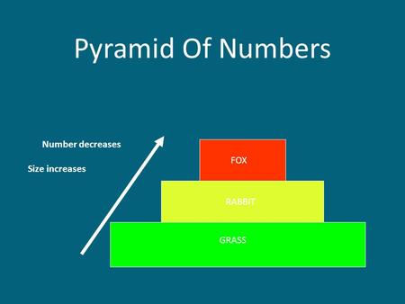 Pyramid Of Numbers GRASS RABBIT FOX Number decreases Size increases.
