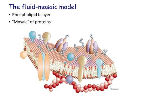 Phospholipid bilayer  “Mosaic” of proteins The fluid-mosaic model.