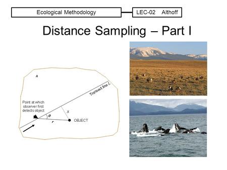 Distance Sampling – Part I Ecological MethodologyLEC-02 Althoff.