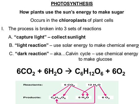 PHOTOSYNTHESIS How plants use the sun’s energy to make sugar Occurs in the chloroplasts of plant cells I.The process is broken into 3 sets of reactions.