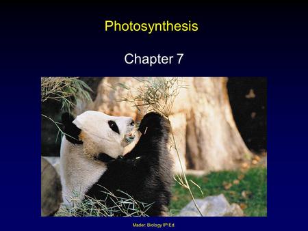 Photosynthesis Chapter 7 Mader: Biology 8th Ed..