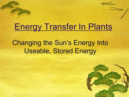 Energy Transfer In Plants Changing the Sun’s Energy Into Useable, Stored Energy.
