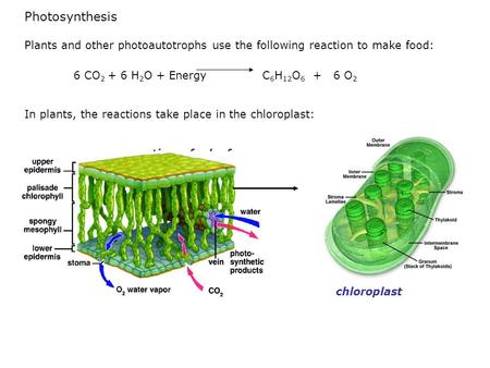 Photosynthesis Plants and other photoautotrophs use the following reaction to make food: 6 CO2 + 6 H2O + Energy 	 C6H12O6 + 6 O2 In plants,