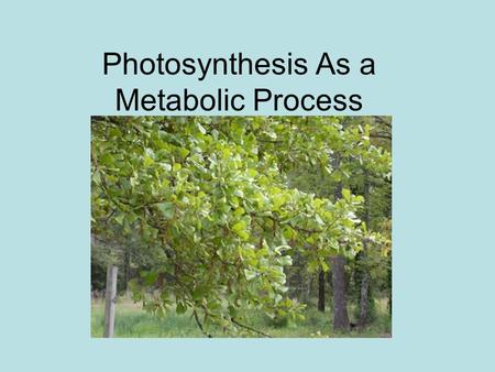Photosynthesis As a Metabolic Process. What is it? Process where green plants (and certain photosynthetic bacteria) absorb sunlight and convert it to.