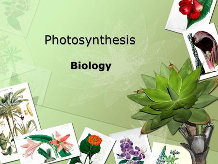 Photosynthesis Biology.