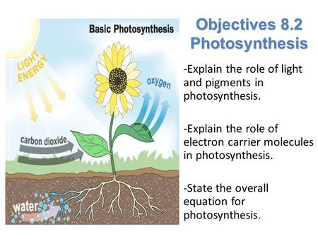 Objectives 8.2 Photosynthesis