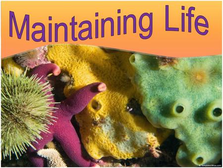 Learning Objectives Understand the basic functions that cells, tissues, and organs perform to keep a living system alive Understand how animals and plants.