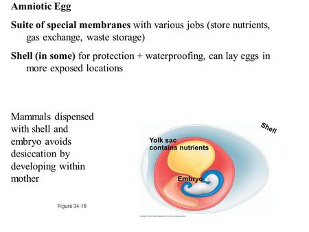 Amniotic Egg Suite of special membranes with various jobs (store nutrients, gas exchange, waste storage) Shell (in some) for protection + waterproofing,