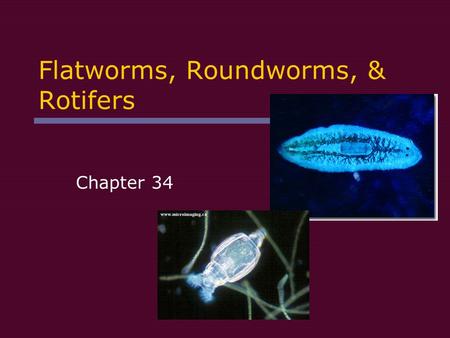 Flatworms, Roundworms, & Rotifers