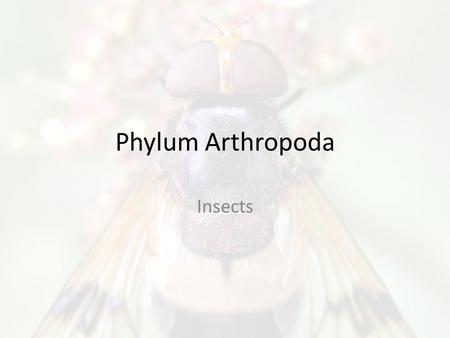 Phylum Arthropoda Insects. Subphylum Hexapoda Class Parainsecta Class Insecta.