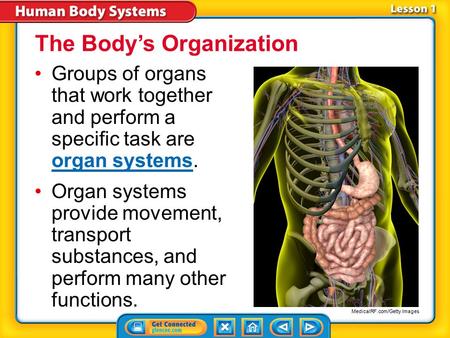 The Body’s Organization