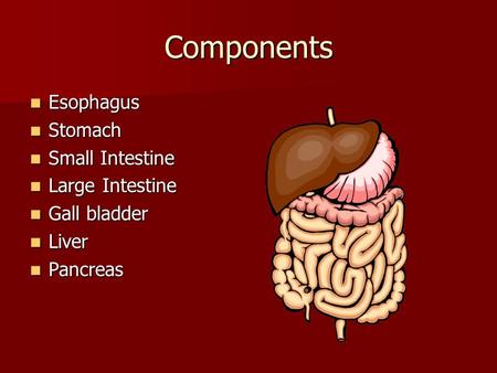 Components Esophagus Stomach Small Intestine Large Intestine