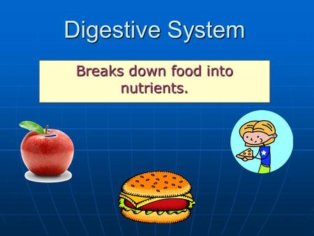 Breaks down food into nutrients.