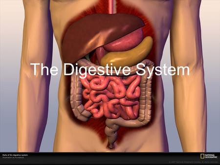 The Digestive System. Breaks down food into smaller particles so cells can use it Built around alimentary canal (one-way tube passing through body) Digestive.