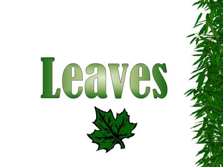 Function of leaves: Leaf Structures: Wide variety of shapes and sizes - important feature in plant identification Blade: Broad, flat portion of leaf Primary.
