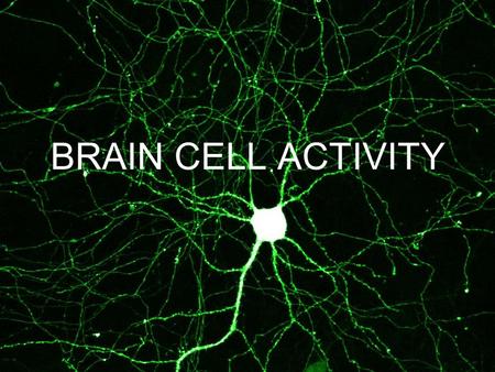 BRAIN CELL ACTIVITY. YOUR BRAIN… There are 2 kinds of brain cells…