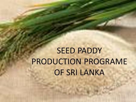 SEED PADDY PRODUCTION PROGRAME OF SRI LANKA. Why paddy seed is important Plant healthy and vigorous depend on seed quality. Directly influence to the.