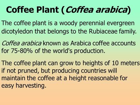 Coffee Plant (Coffea arabica) The coffee plant is a woody perennial evergreen dicotyledon that belongs to the Rubiaceae family. Coffea arabica known as.