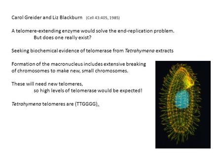 Carol Greider and Liz Blackburn (Cell 43:405, 1985) A telomere-extending enzyme would solve the end-replication problem. But does one really exist? Seeking.