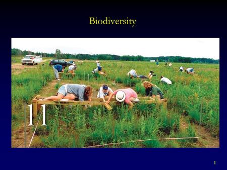 1 Biodiversity. 2 BIODIVERSITY Includes a variety of factors  Genetic Diversity  Species Diversity - Species Richness - Total number of species in a.