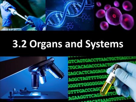 3.2 Organs and Systems. Learning Goals Learn about medical imaging technology Learn about the different human organ systems Learn about the digestive.