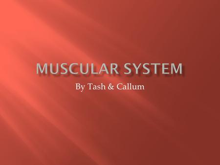 By Tash & Callum. What are the Functions of the Muscular System? Slide 3 What are the Major Organs That Make up the Muscular System? Slide 4-5 How do.