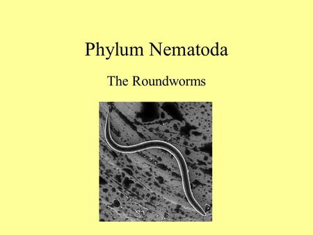 Phylum Nematoda The Roundworms.