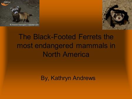 The Black-Footed Ferrets the most endangered mammals in North America By, Kathryn Andrews.