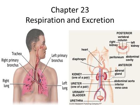 Chapter 23 Respiration and Excretion. Excretory System Many different chemical changes take place in cells. – As these changes take place waste products.