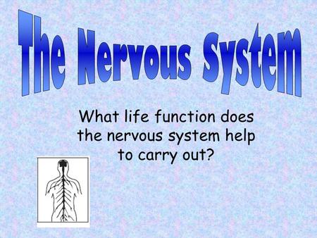 What life function does the nervous system help to carry out?