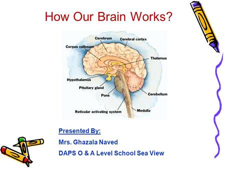 How Our Brain Works? Presented By: Mrs. Ghazala Naved DAPS O & A Level School Sea View.