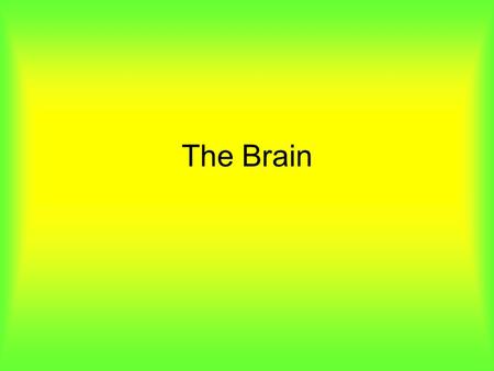 The Brain. Brain Rap EEG electrodes on the brain that record brain waves Especially useful in sleep studies.