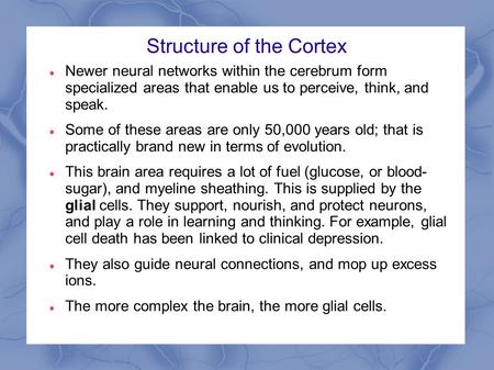 Structure of the Cortex Newer neural networks within the cerebrum form specialized areas that enable us to perceive, think, and speak. Some of these areas.