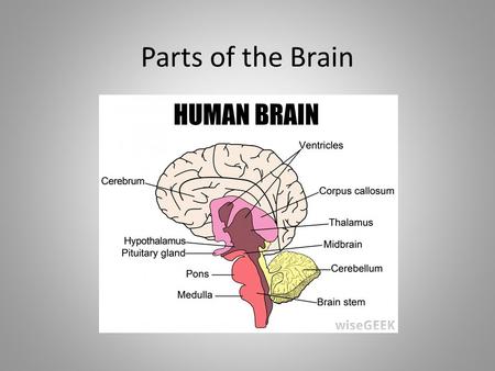 Parts of the Brain. Cerebrum The biggest part of the brain; takes up 85% It is the thinking part of the brain and controls voluntary muscles Your memory.