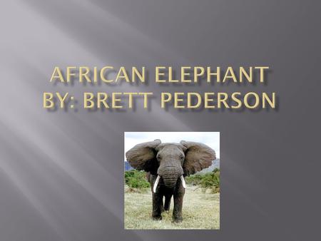  Africa is home to many elephants but most of them are from the middle of Africa down to the southern tip. On the southern tip of Africa Elephants are.