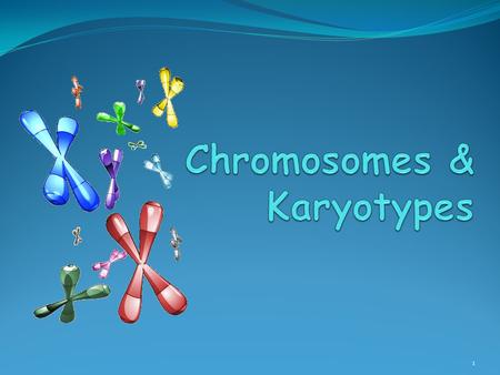 Chromosomes & Karyotypes
