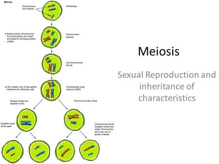 Sexual Reproduction and inheritance of characteristics