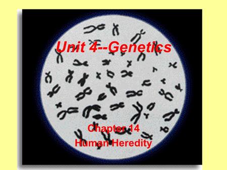 Unit 4--Genetics Chapter 14 Human Heredity. 1) Autosomes –all the chromosomes except the sex chromosomes (in humans, there are 22 pair) 2) Sex chromosomes.