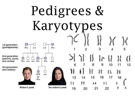 Pedigrees & Karyotypes