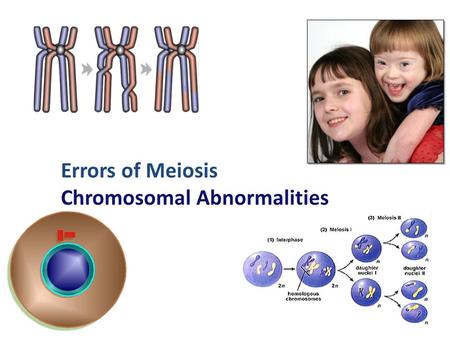 Errors of Meiosis Chromosomal Abnormalities Chromosomal abnormalities Incorrect number of chromosomes – nondisjunction chromosomes don’t separate properly.
