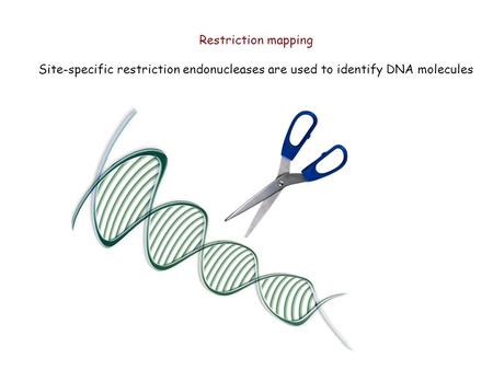 Restriction mapping Site-specific restriction endonucleases are used to identify DNA molecules.