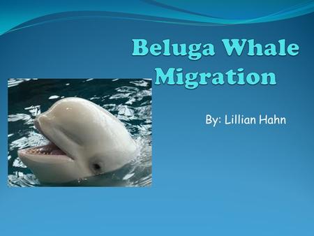 By: Lillian Hahn. About the Beluga Whale The beluga whale (Delphinapterus leucas) is a small, white-toothed whale. Adult belugas may reach a length of.