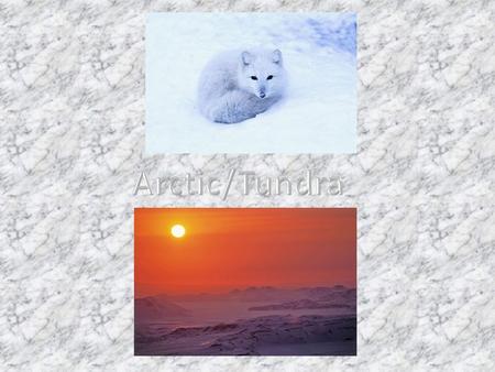 The name of our habitat is the Arctic and Alpine Tundra regions of the North Pole. The arctic is a very cold, windy, and snow covered. It can be as.