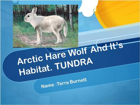 Arctic Hare Wolf And It’s Habitat. TUNDRA