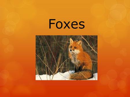 Foxes.  Foxes are omnivorous mammals belonging to the Canidae family. They are commonly referred to as wild dogs. There are 12 different species of foxes.